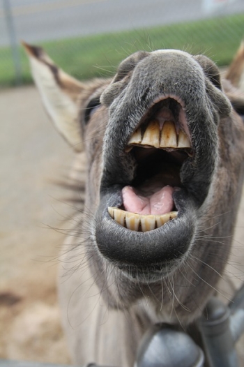 Picture of a donkey talking ... or laughing.