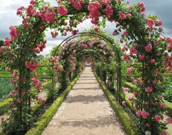 Picture of a rose garden