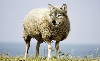 Image of a false prophet: a wolf in sheep's clothing